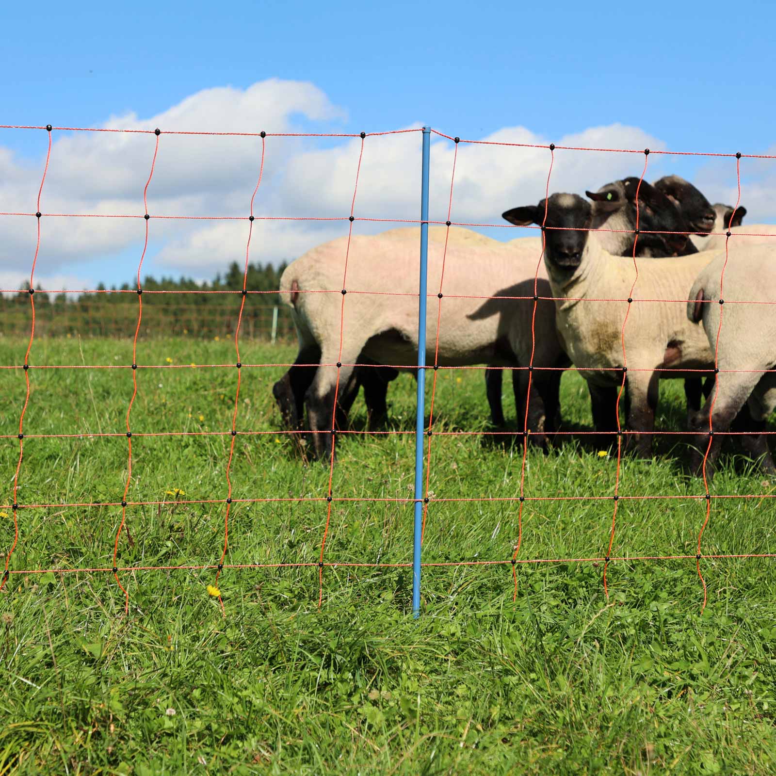 Ako Rete per pecore elettrificata OviNet Premium, punta singola arancione 50 m x 90 cm