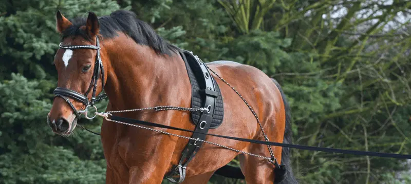 Equitazione Equitazione