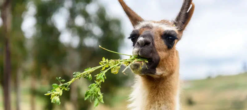 Mangimi per lama