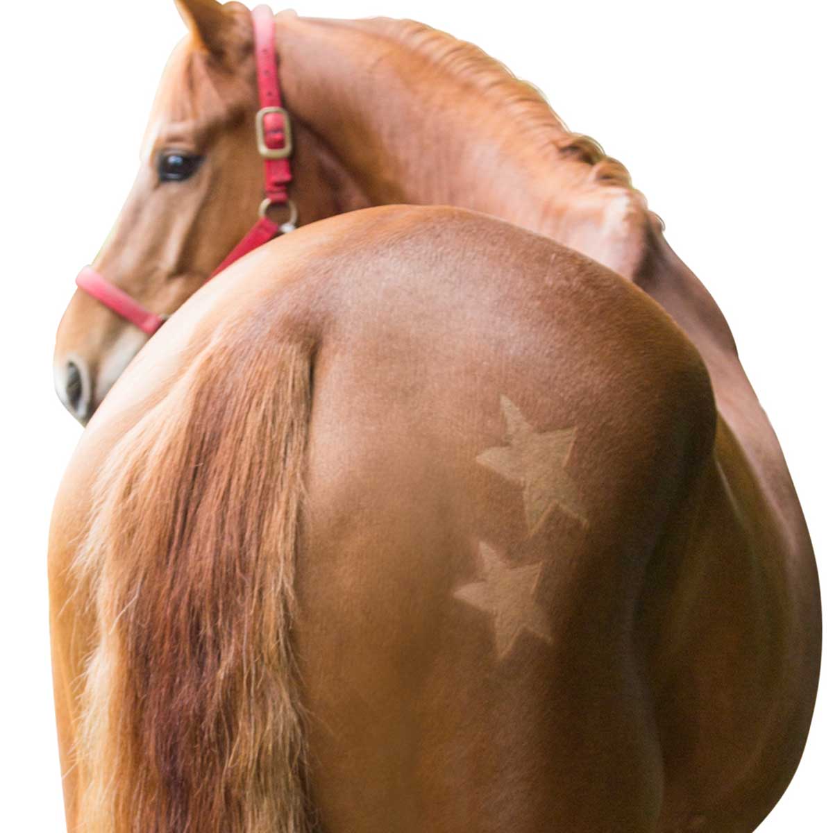 Kerbl Set stencil per tosatura cavallo 3 pezzi