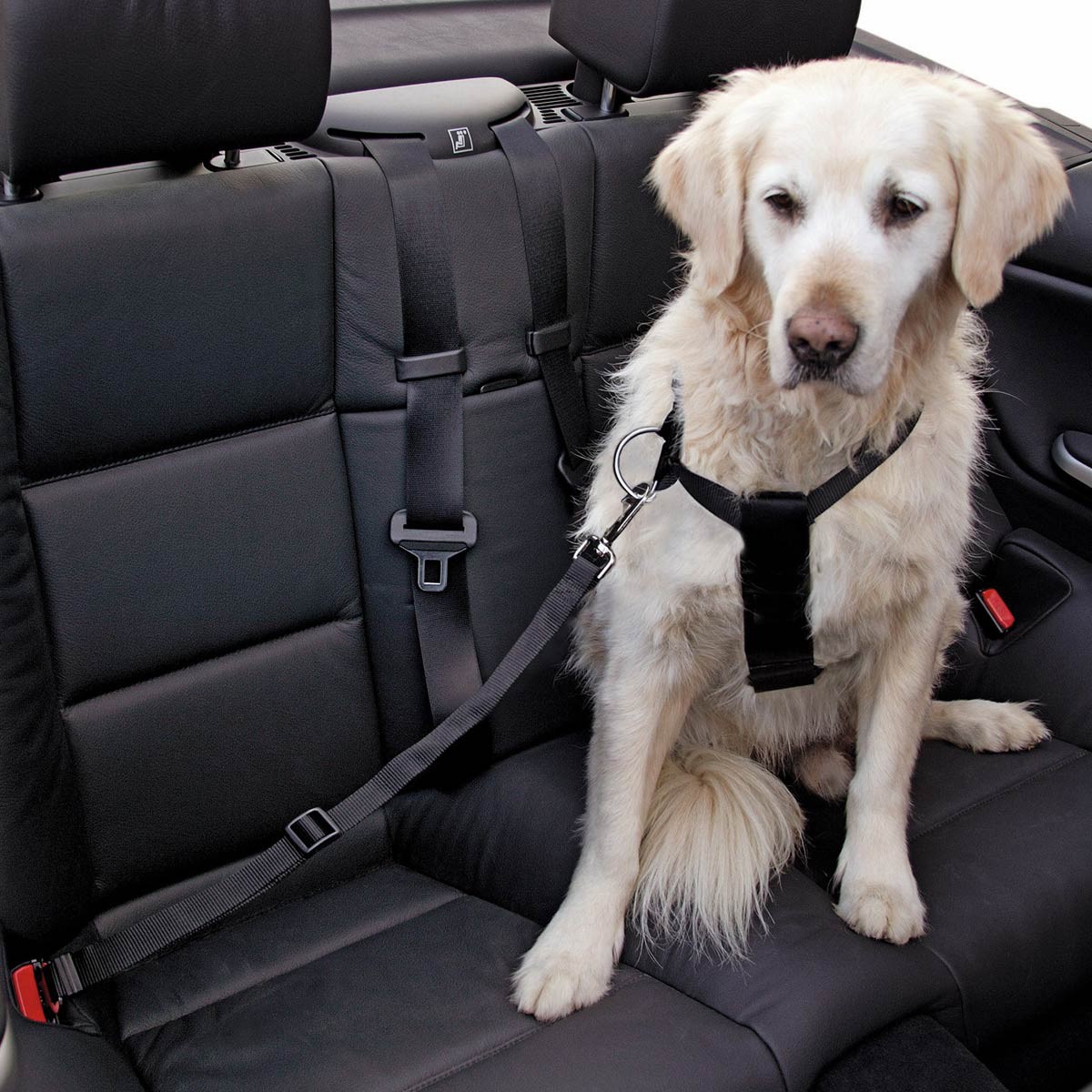Kerbl Cintura di sicurezza per cani