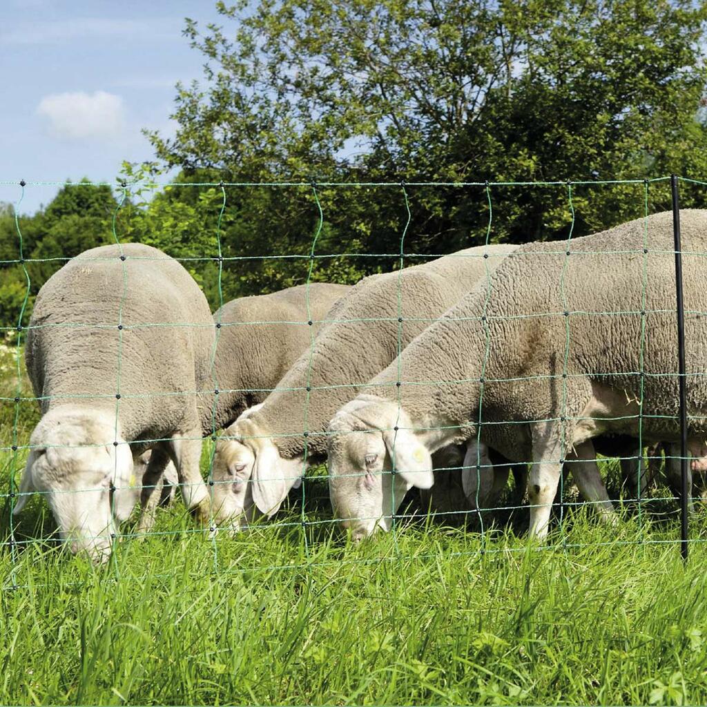 Agrarzone kit recinto elettrico per pecore N 3500, 5,5 J, rete 50 m x 90 cm, verde