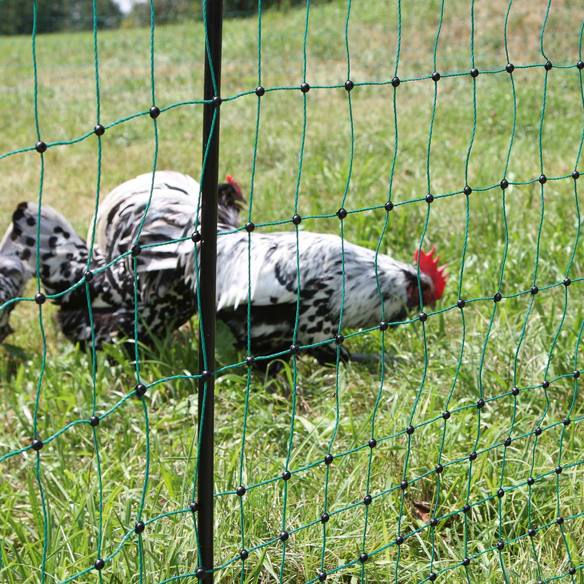 Rete per pollame PoultryNet 50 m, 106 cm paletti punta singola, verde, non elettrificabile