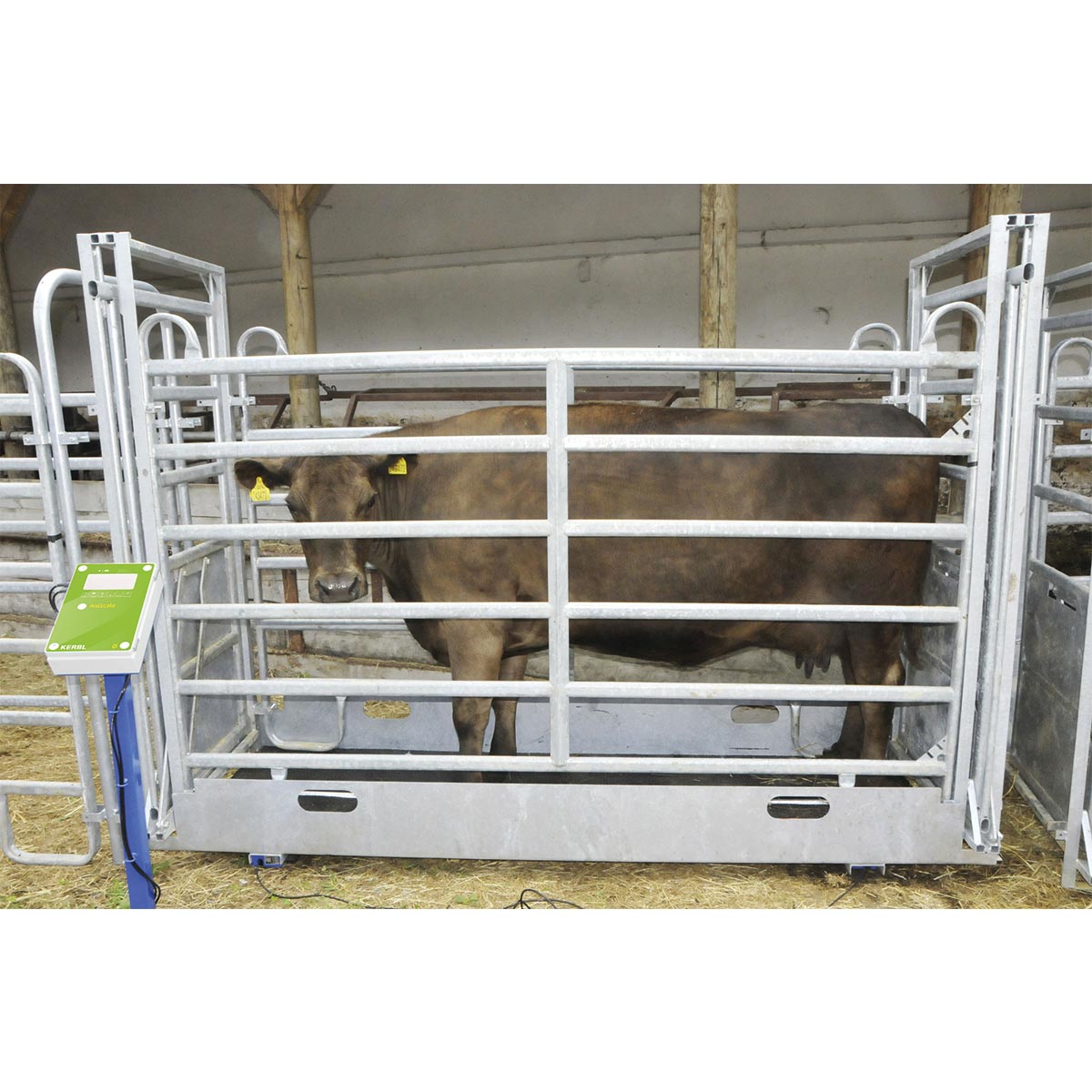 Bilancia pesa bestiame AniScale - Set completo