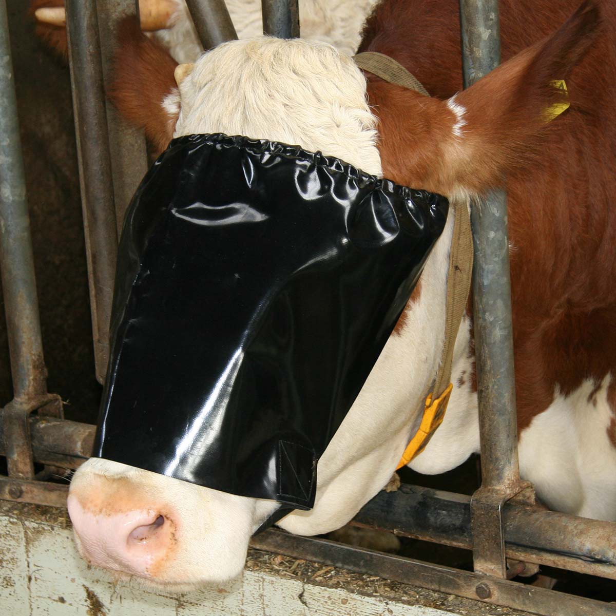 Maschera copri-occhi per bovini con fune elastica