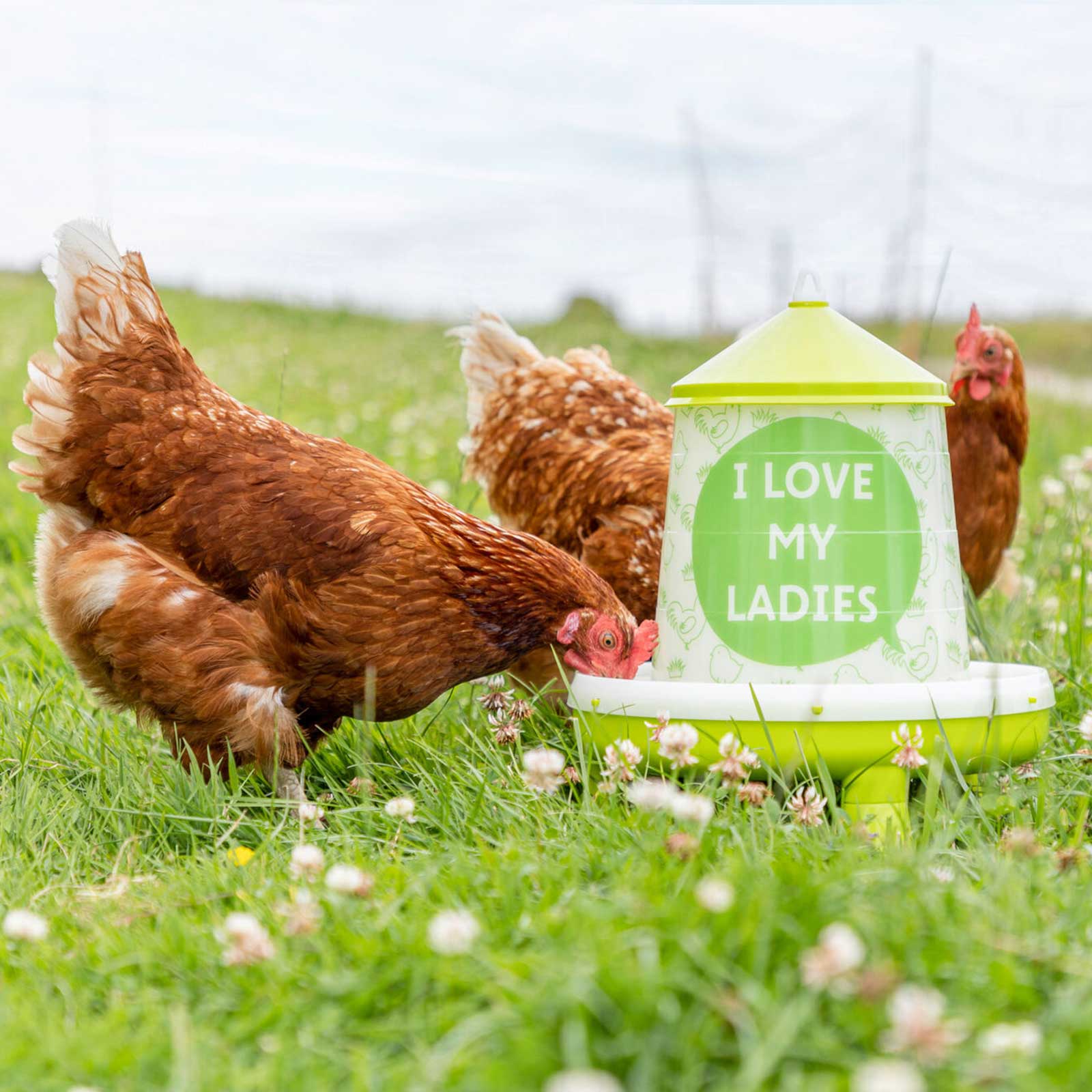 Mangiatoia automatica per galline "I love my Ladies" con piedini 2,4 litri