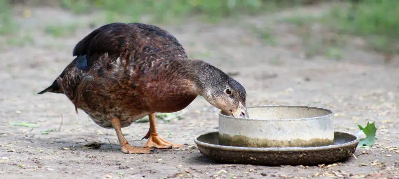 Mangime per anatre