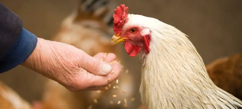 Mangime per polli e galline