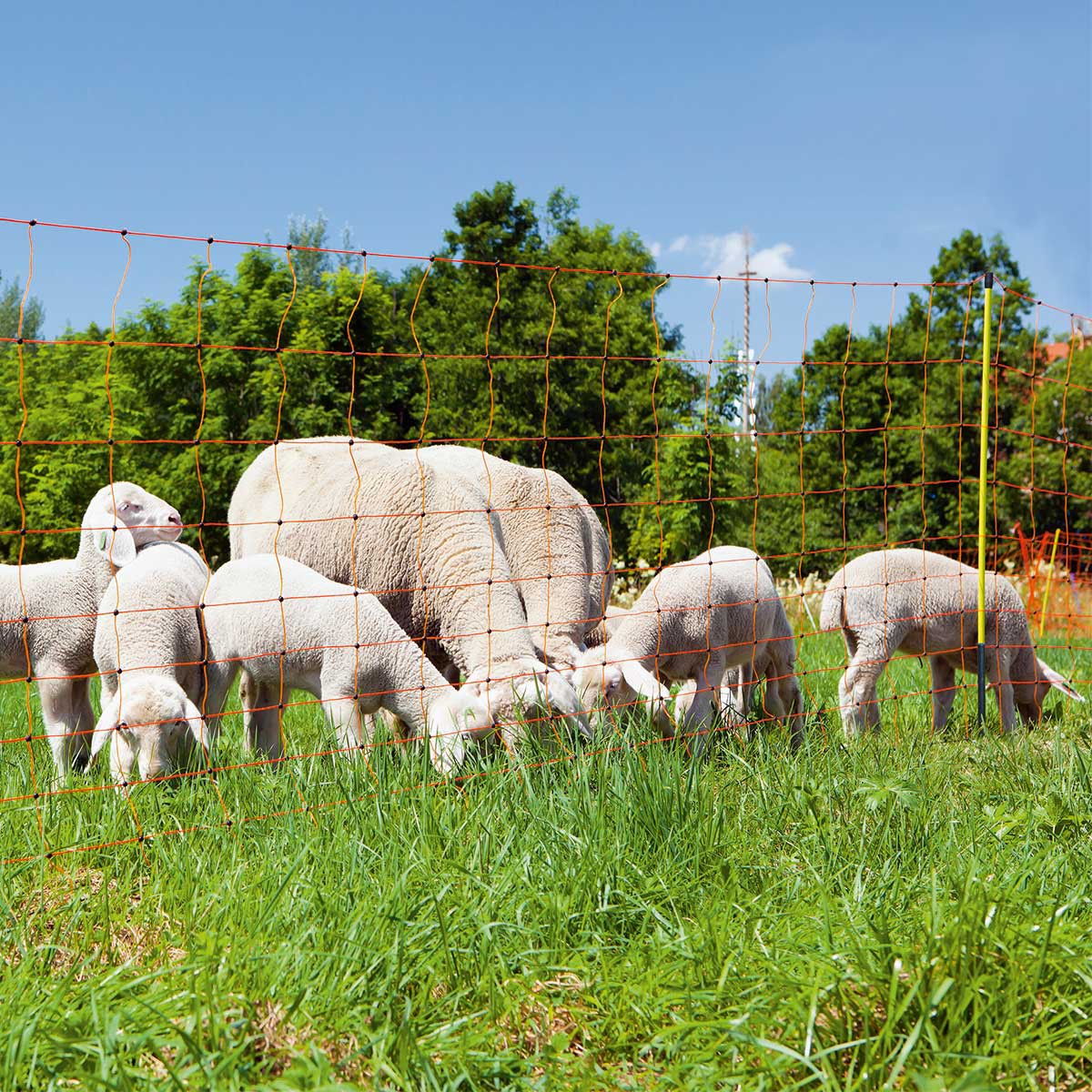 AKO Rete per pecore elettrificabile OviNet Profi 50 m