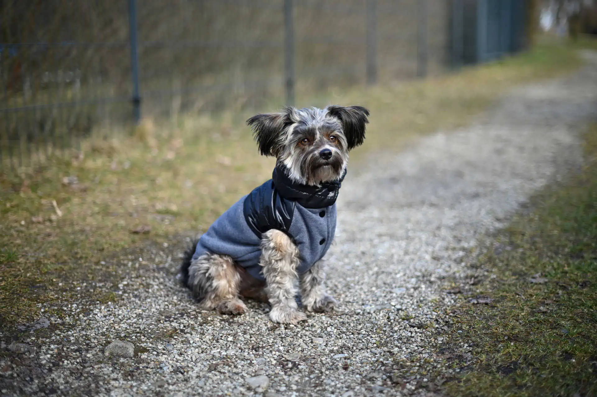 Dog Coat Quebec, grey/black, S 35 cm