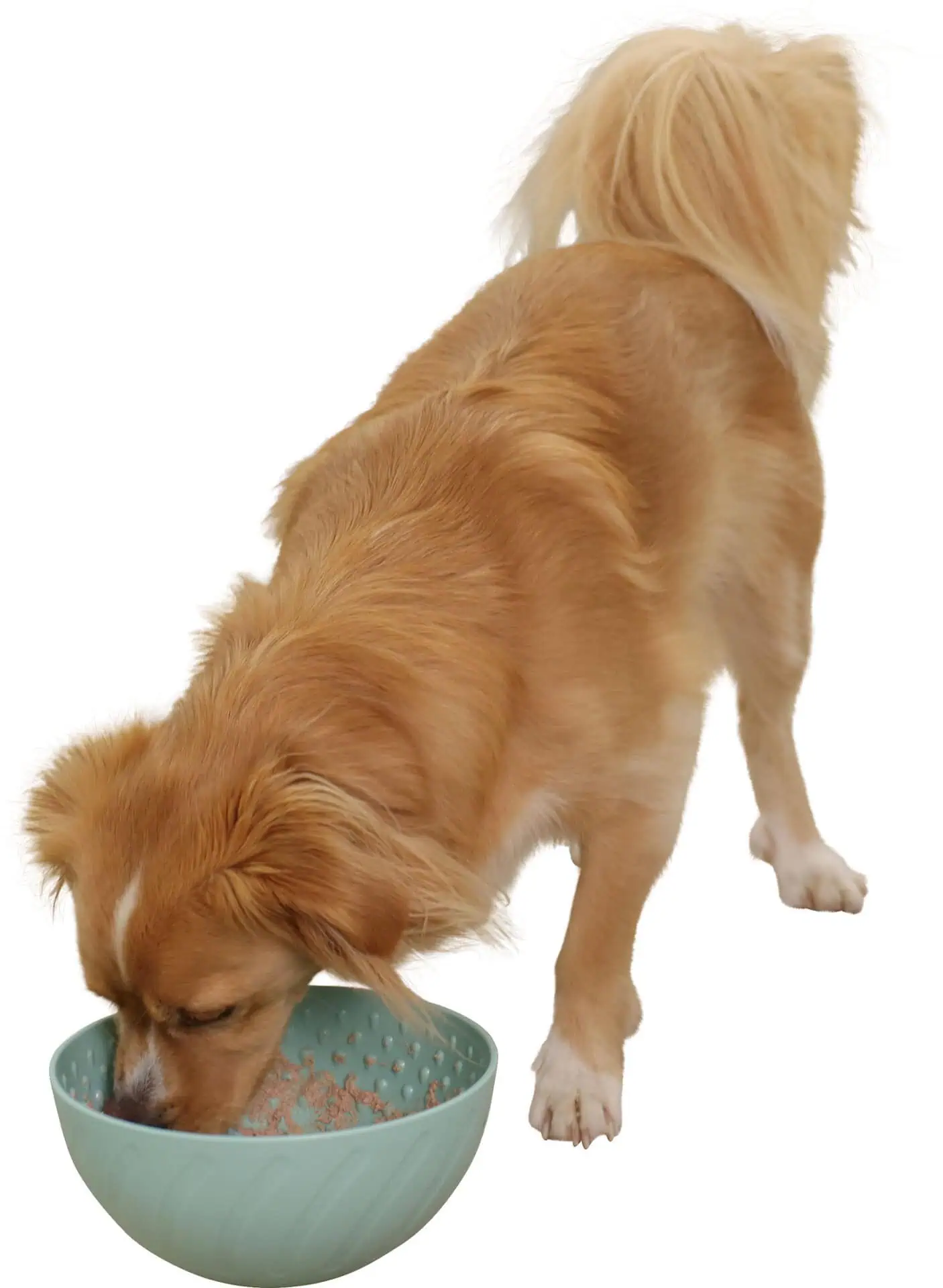 Ciotola da leccare per cani in polipropilene