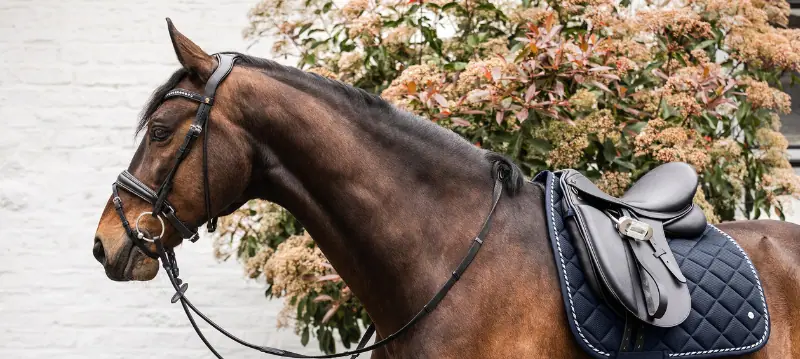 Accessori per cavalli Accessori per cavalli