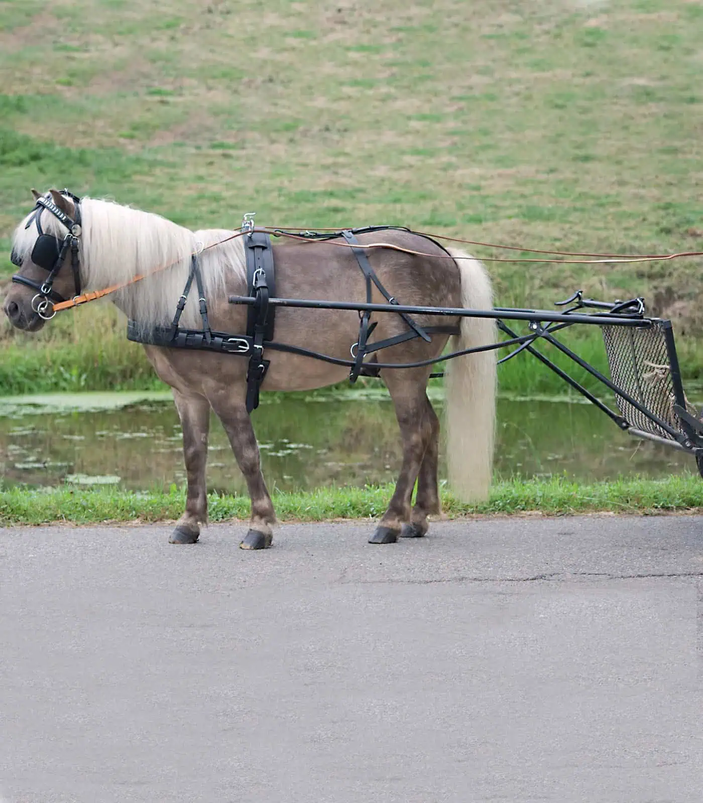 Finimento per singolo Economic, Pony e Shetty