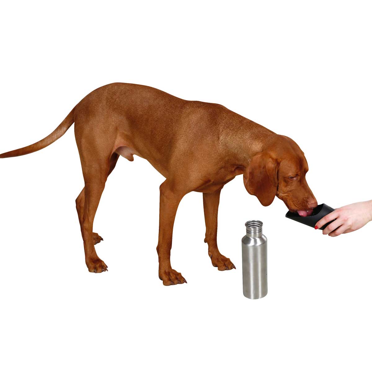 Kerbl Bottiglia da viaggio per cani in acciaio inox 750 ml