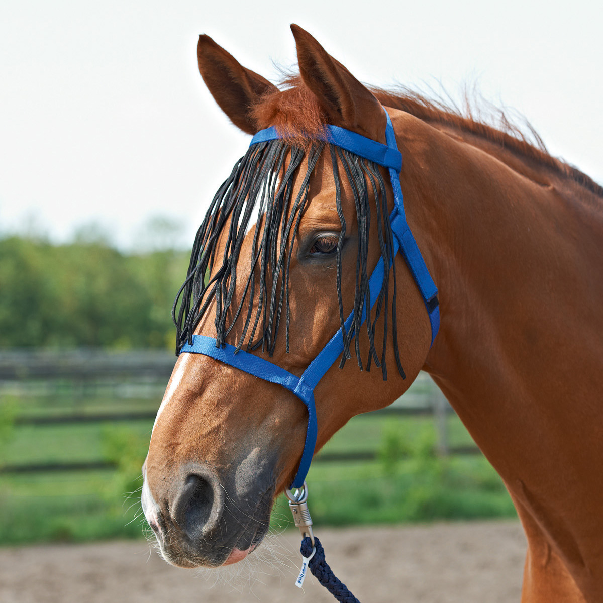 BUSSE Capezza WIDE-FRANSEN royalblu Pony