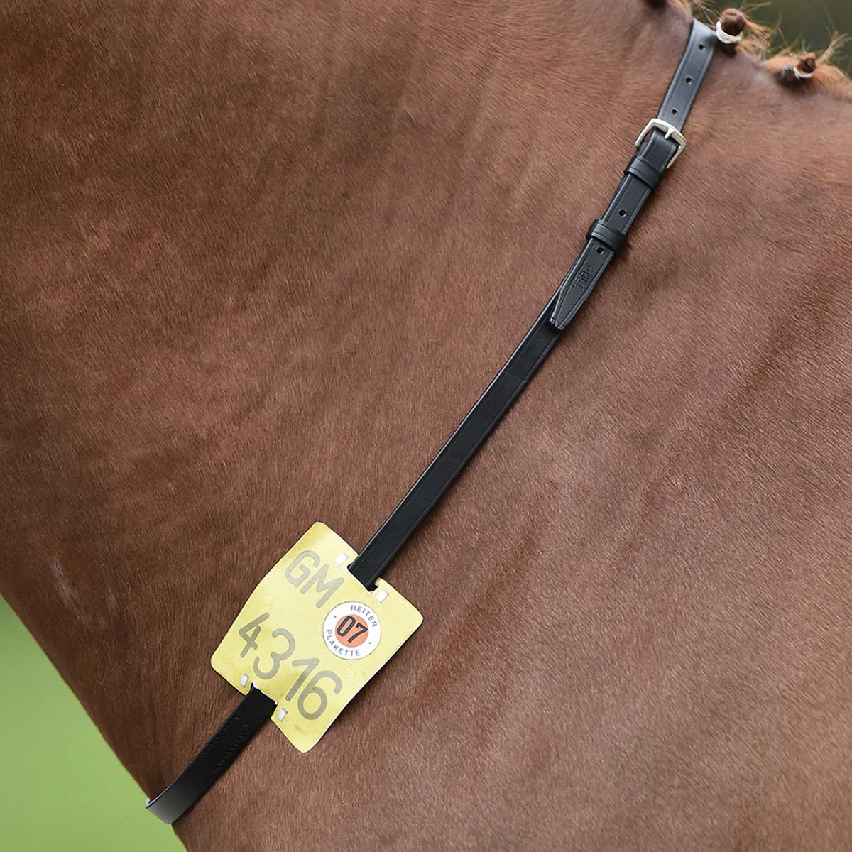 BUSSE Collare in cuoio regolabile REITKENNZEICHEN per targhette di identificazione Pony