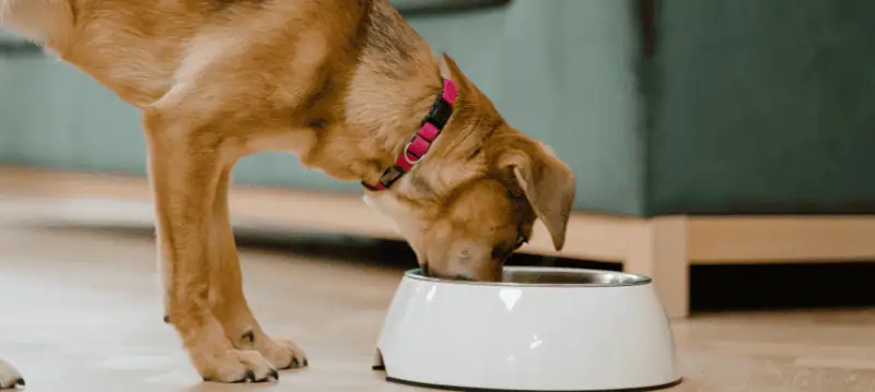 Mangimi per cani