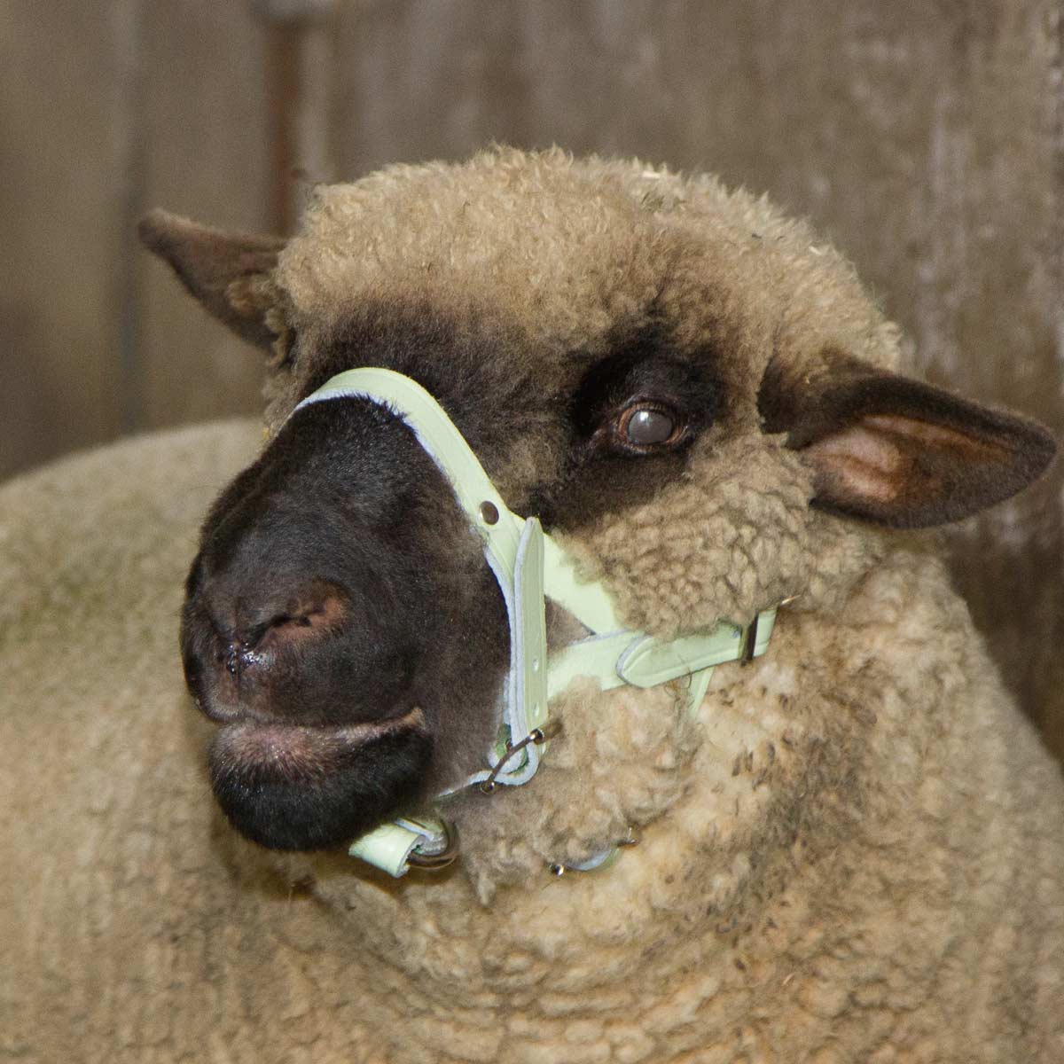 Cavezza per pecore regolabile in pelle bianco