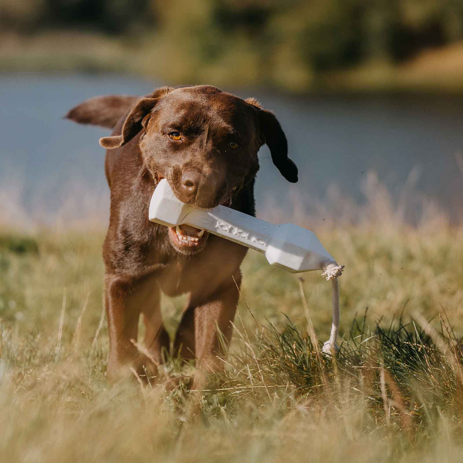 Acquista un manichino per il recupero: divertimento e addestramento per i  cani