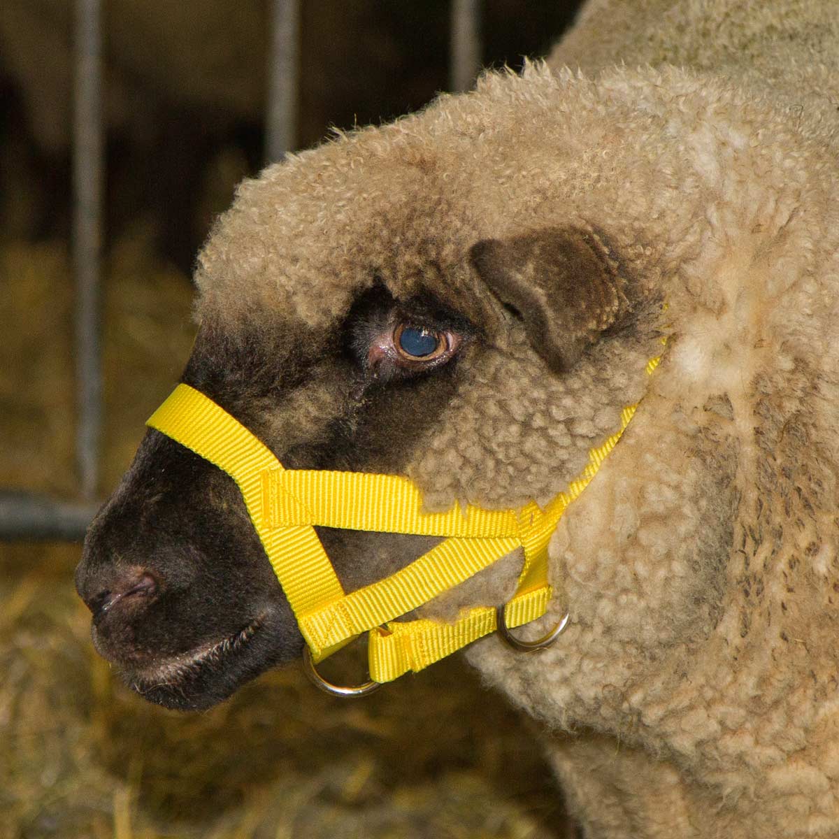 Cavezza per pecore in poliammide giallo