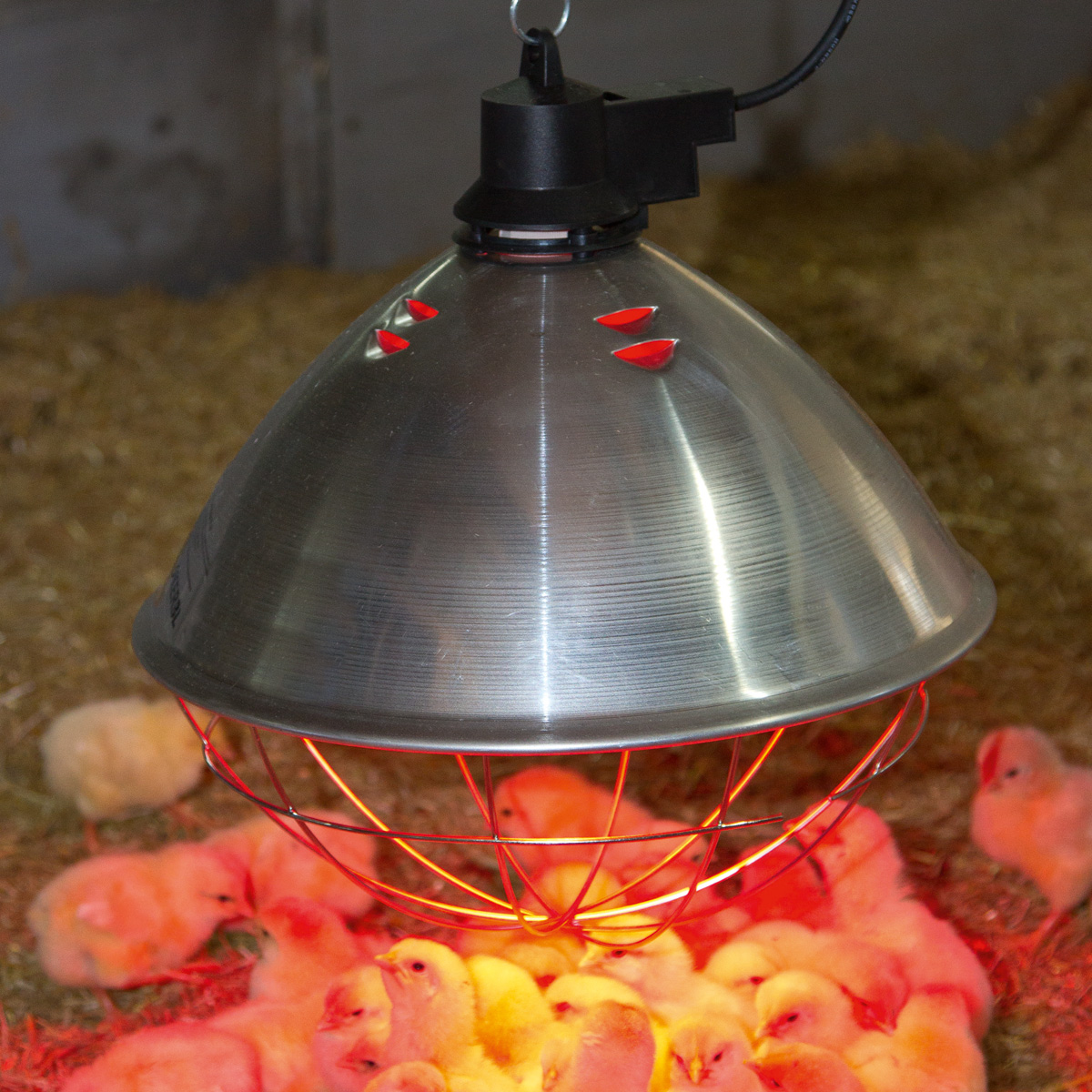 Kit riflettore con lampada riscaldante ad infrarossi per pulcini 250w