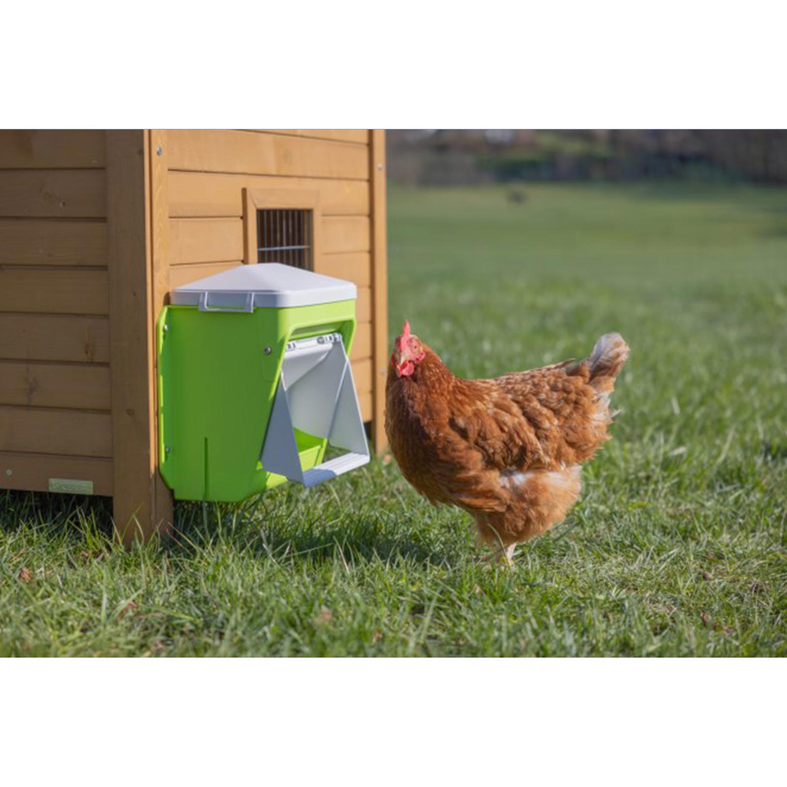 Mangiatoia automatica per galline SmartCoop