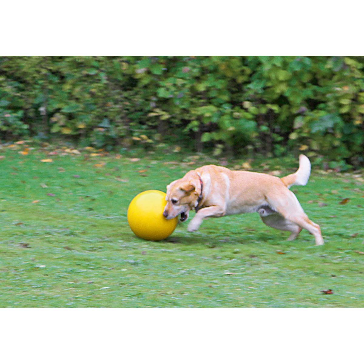 Kerbl Palla da gioco per cani Treibball 30 cm