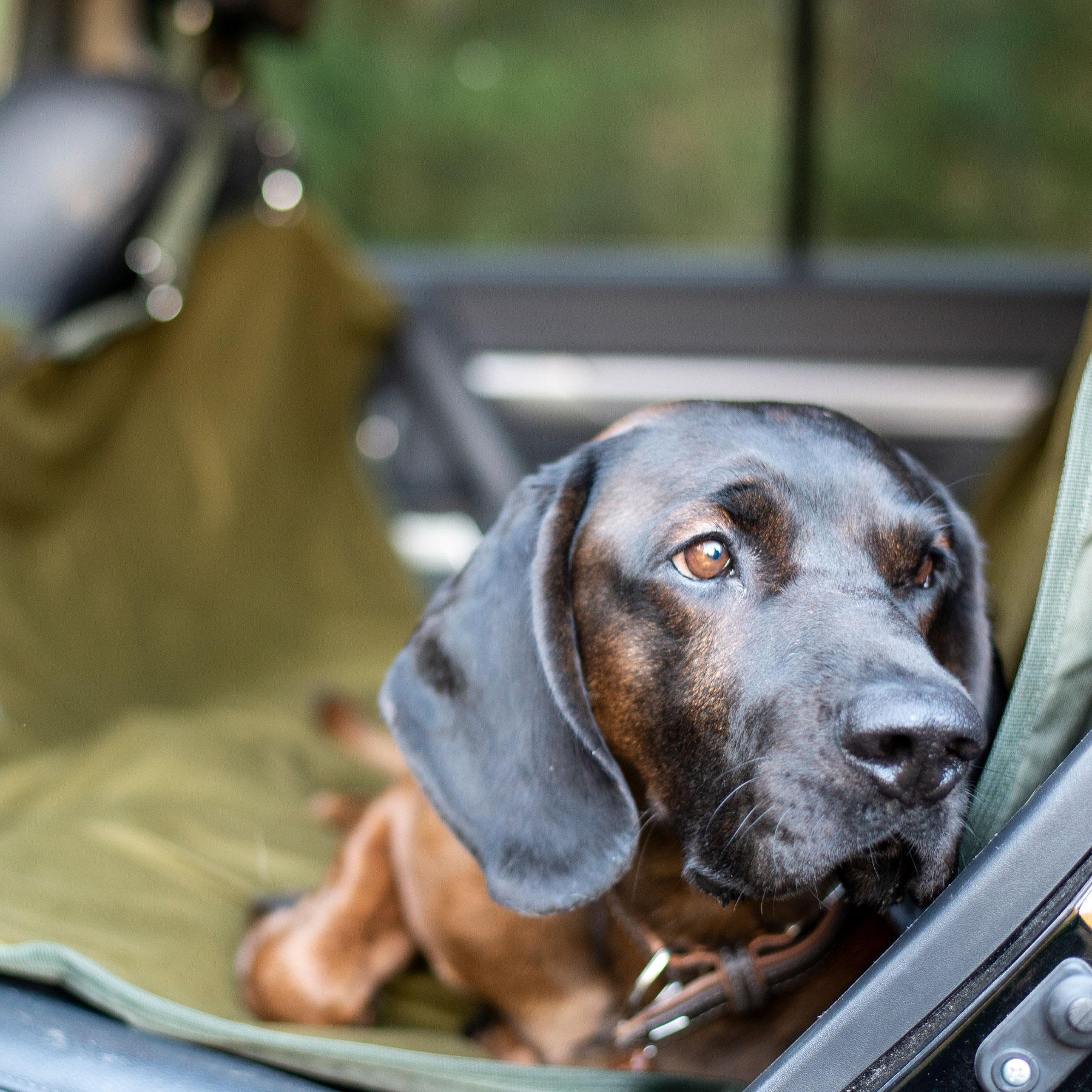 Coperta per cani da auto sedile posteriore