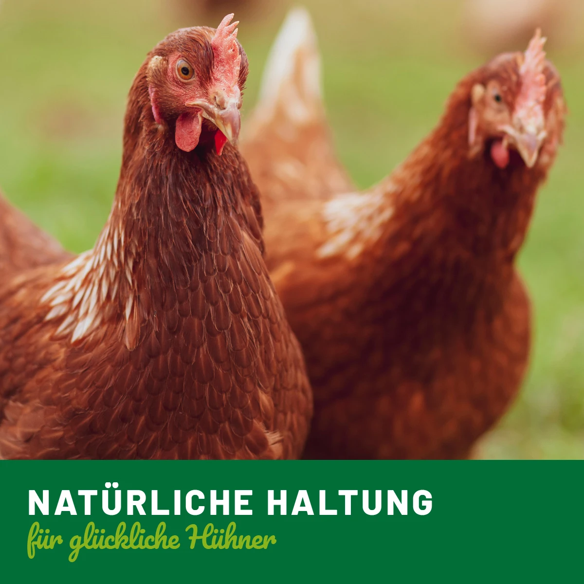 Darm Vital Probiotico per pollame con erbe 500 ml