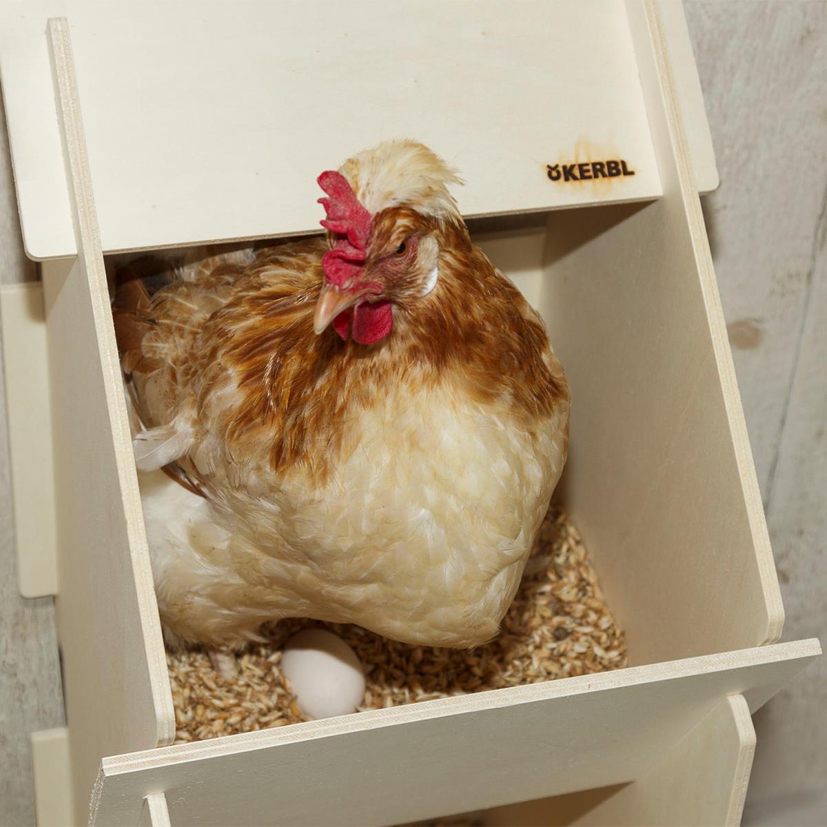 Nido per la deposizione delle uova - legno di pioppo - per un massimo di 10  galline - altezza 83 cm - larghezza 30 cm - profondità 35 cm
