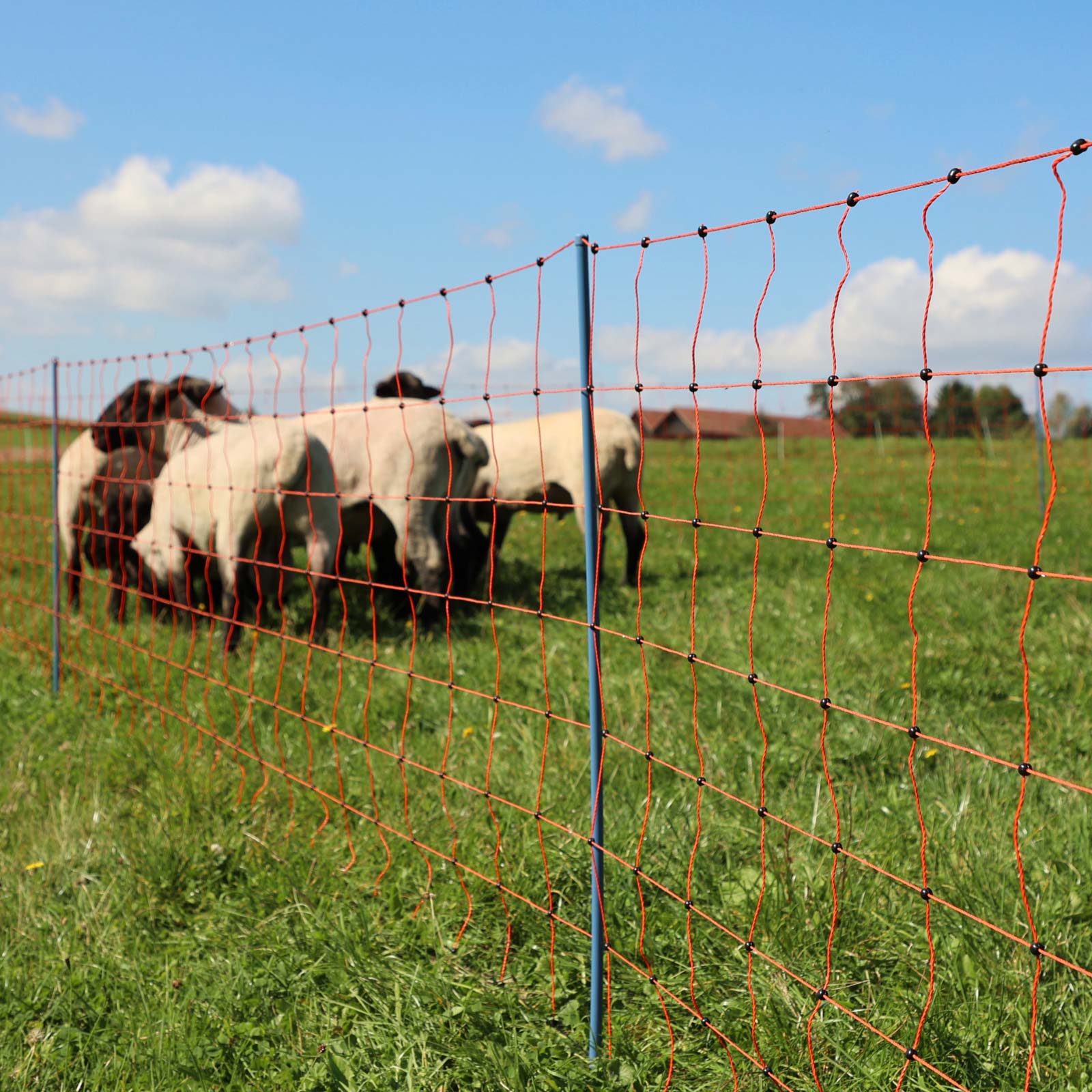 Ako Rete per pecore elettrificata OviNet Premium, punta doppia arancione 50 m x 90 cm