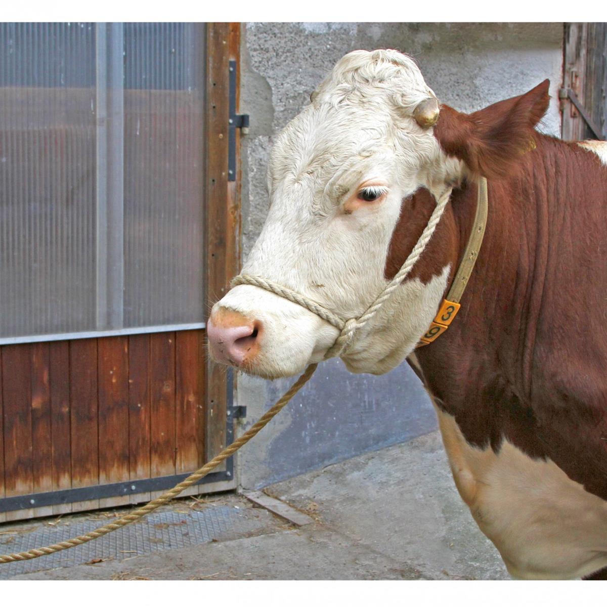 Kerbl Longhina Relax per bovini con cappio grande 5 mt