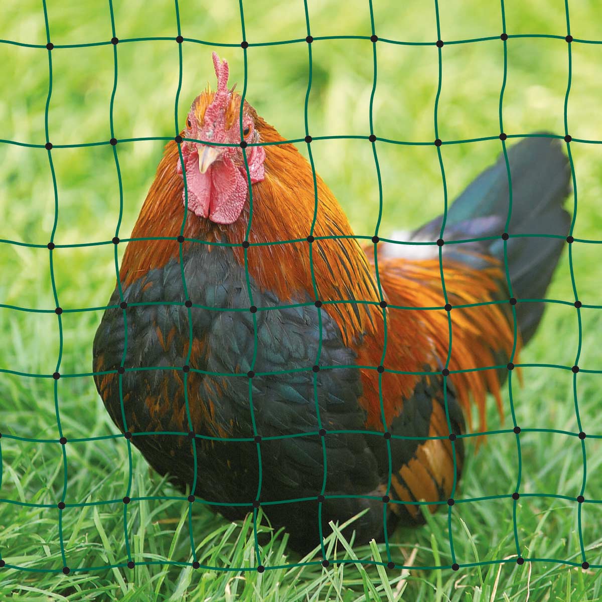 Rete per pollame PoultryNet 50 m, 106 cm paletti punta singola, verde, non elettrificabile