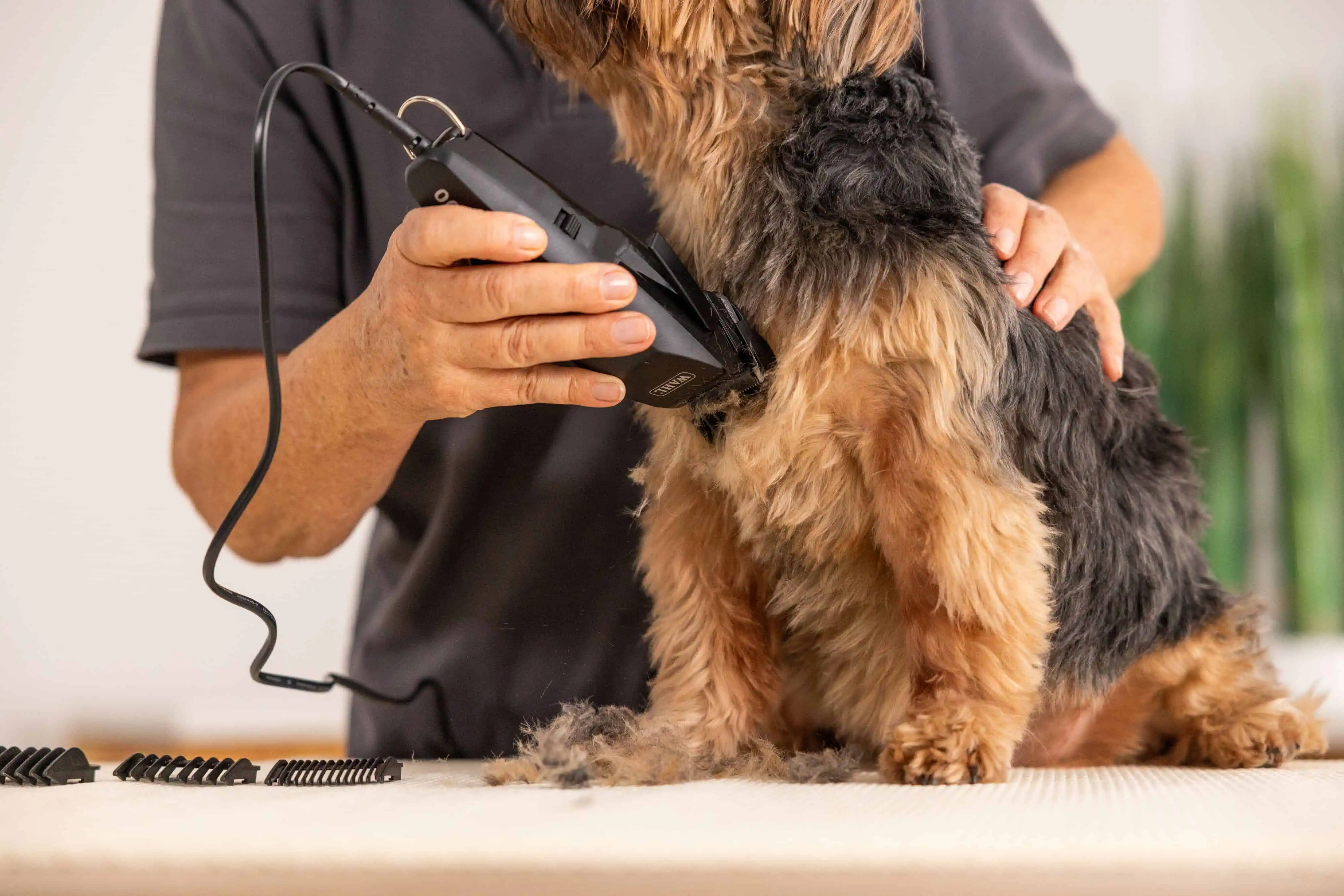 Safety for You and Your Pet