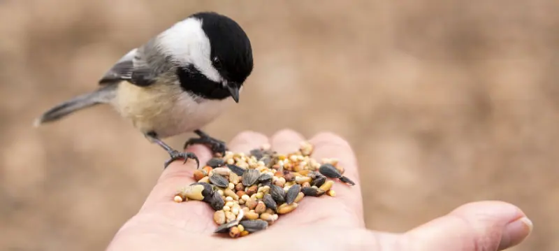 Acquistare cibo per uccelli