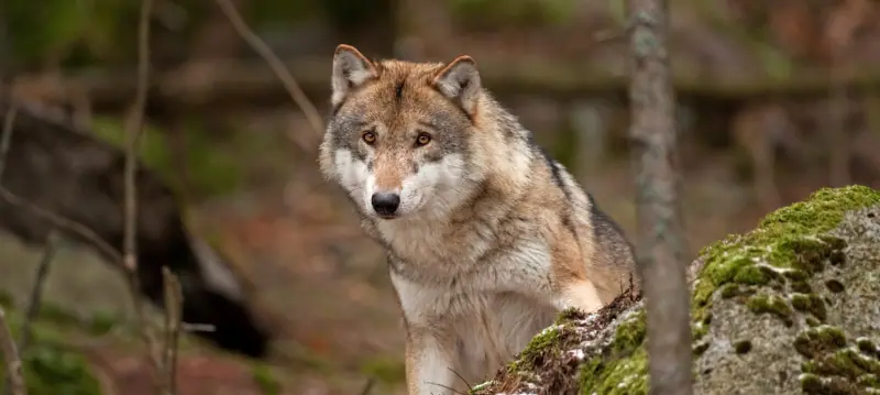 Difesa da fauna selvatica