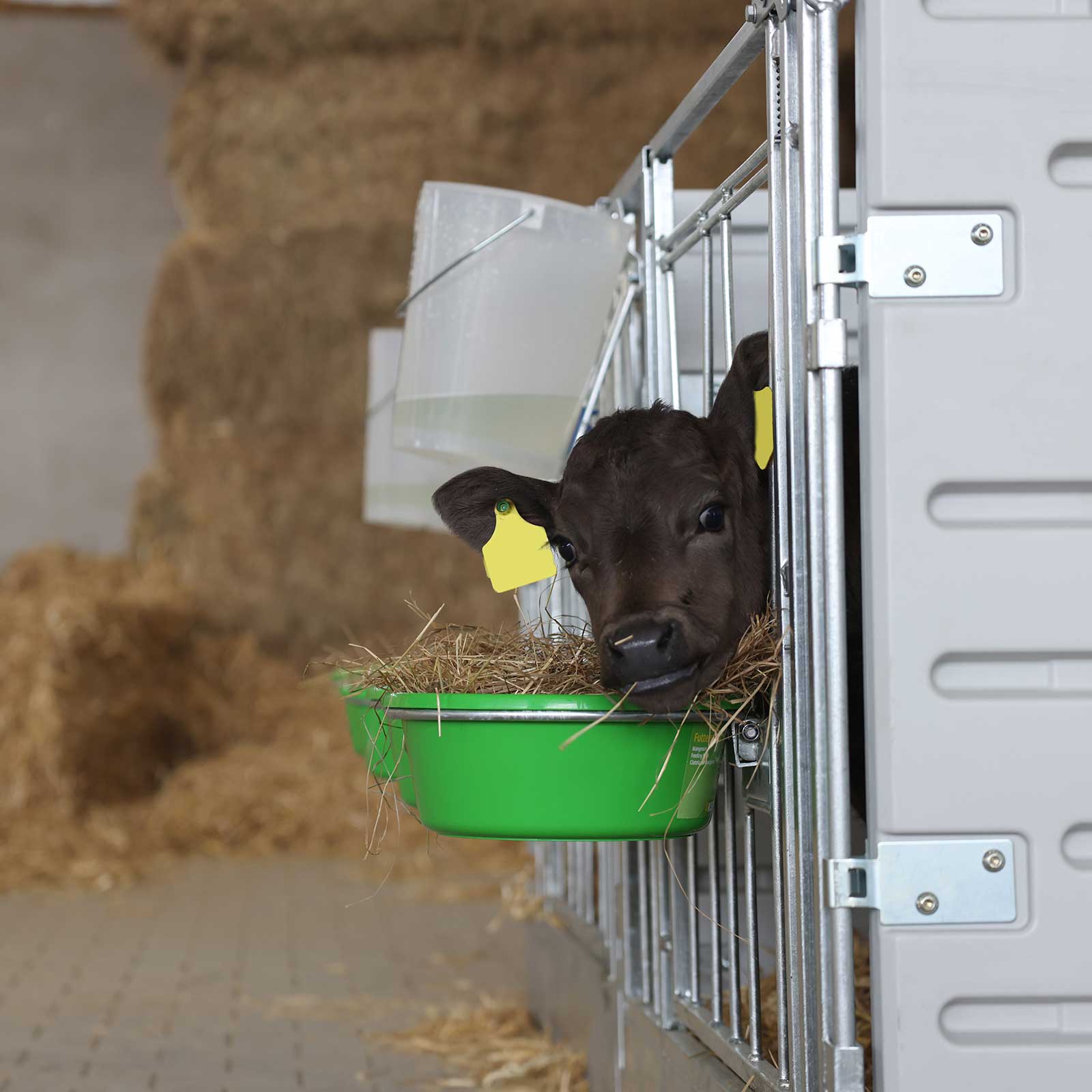Box per vitelli modulare a parete