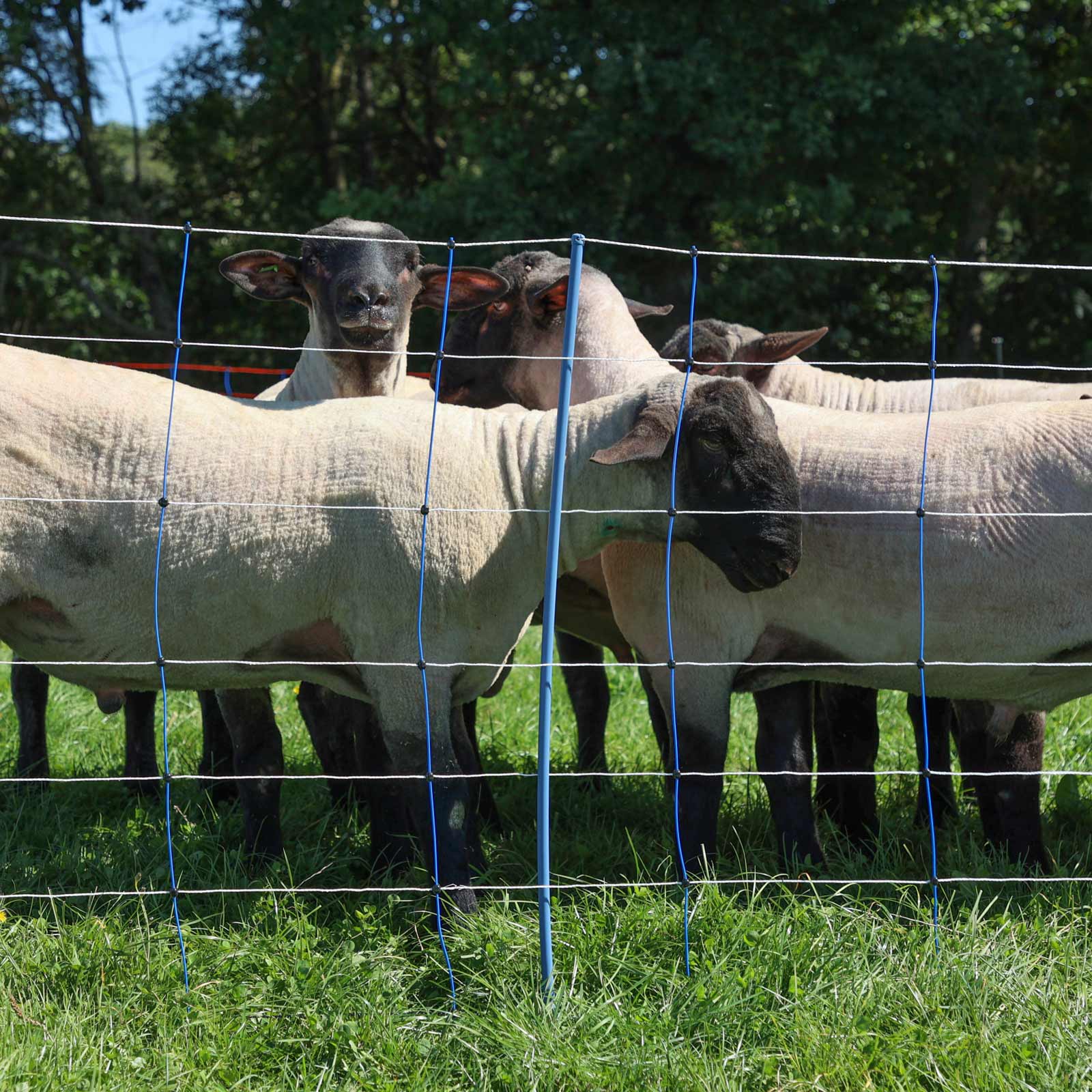 Ako Rete per pecore elettrificata TitanNet Premium Plus, doppia punta, blu-bianco 50 m x 90 cm