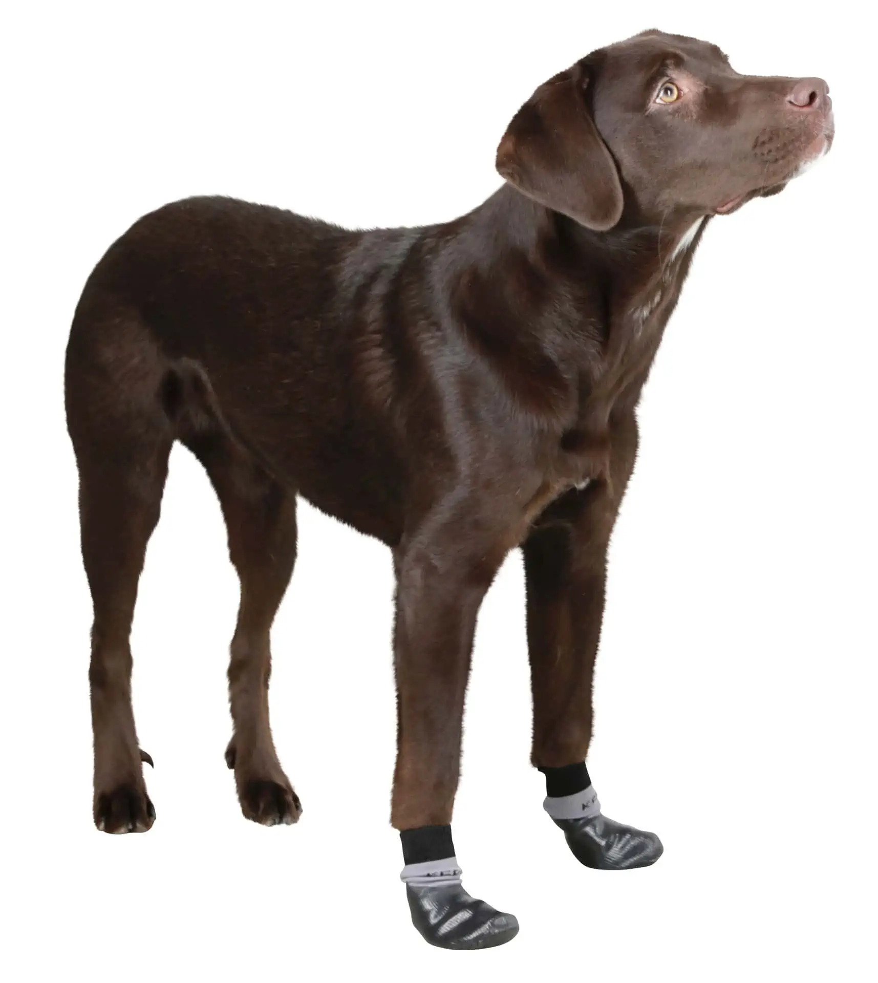 Dog Socks Susi size L