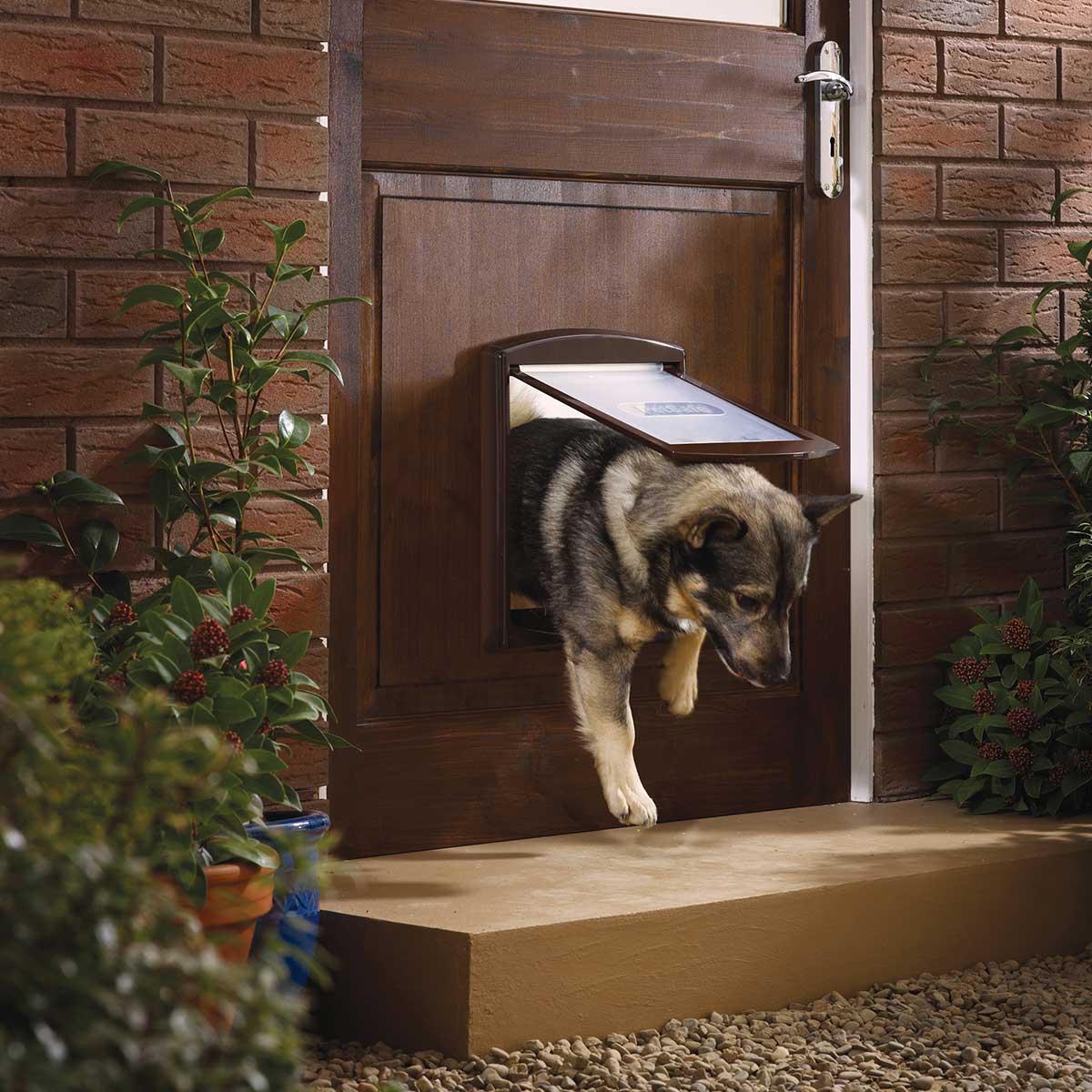 Porte basculanti per cani │ Economiche │ Online │ Consegna a casa 