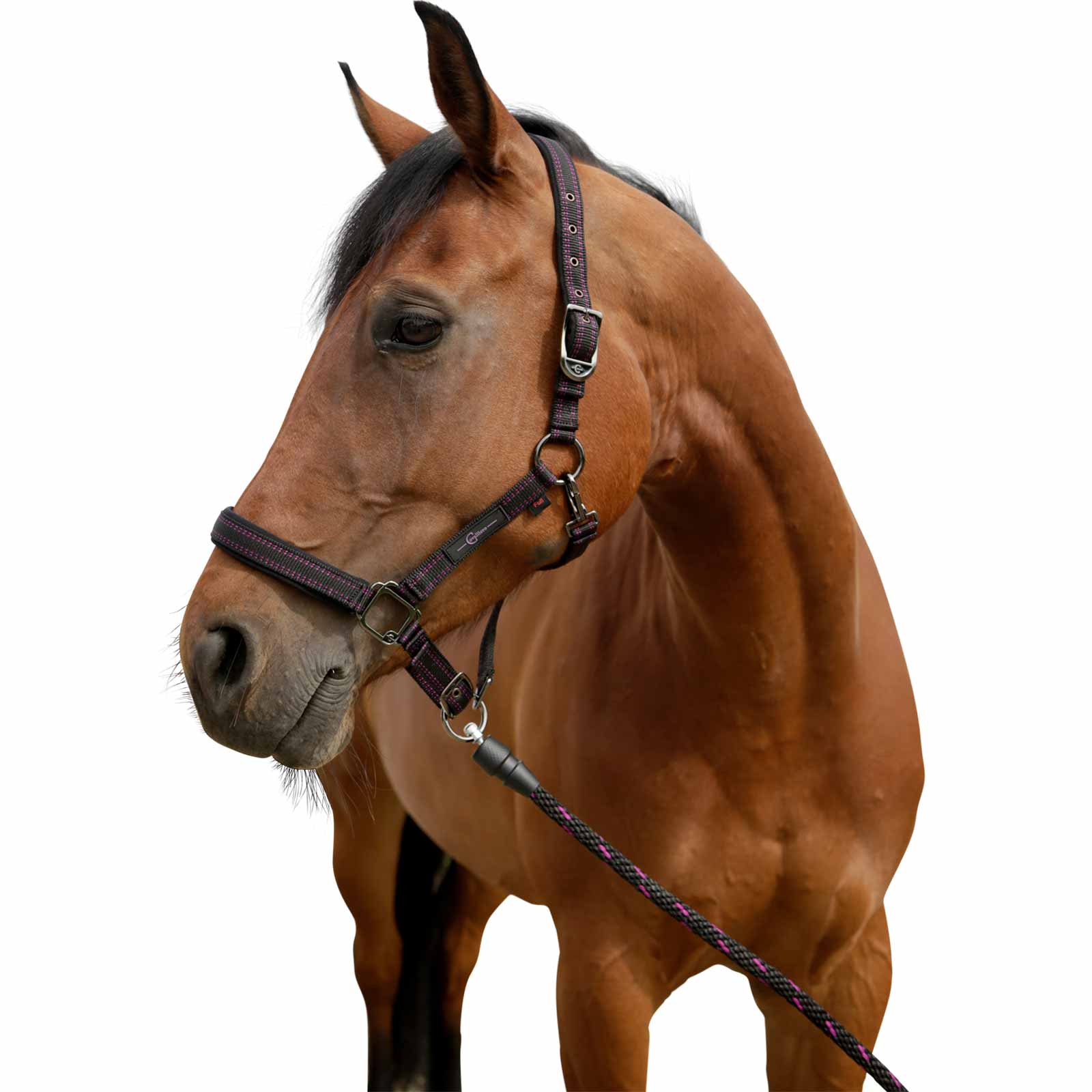 Capezza per cavalli incluso pin GoLeyGo 2.0 nero/fuxia Pony