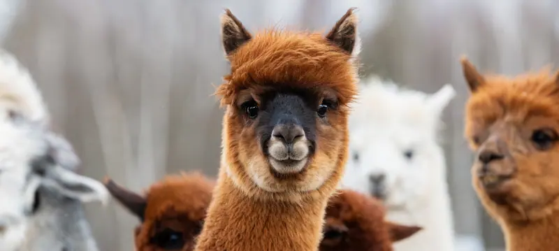 Mangimi per alpaca