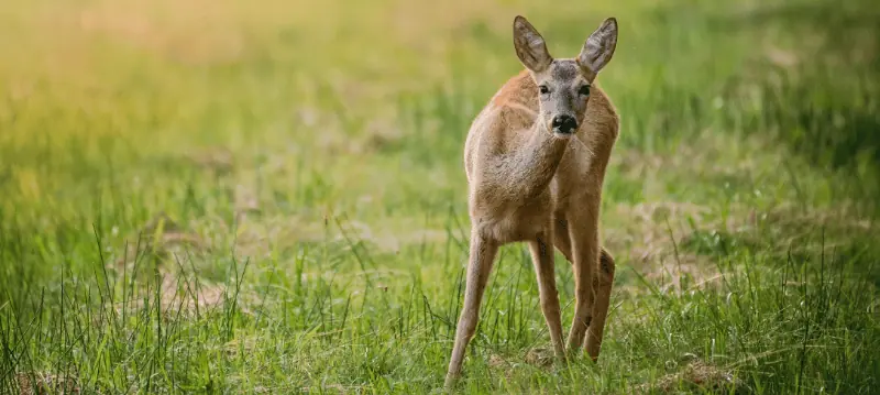 Recinzioni per animali selvatici