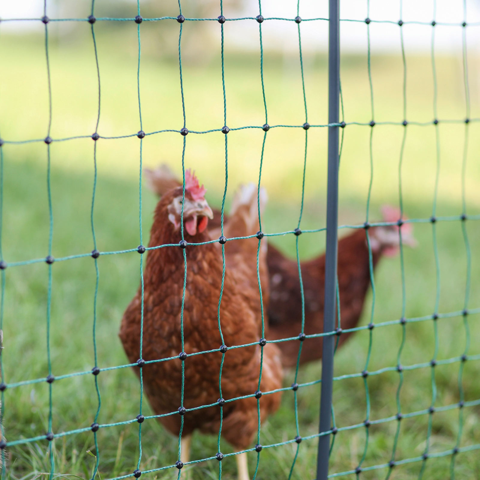 AKO Rete per pollame con paletti PREMIUM non elettrificabile, doppia punta, verde 25 m x 106 cm