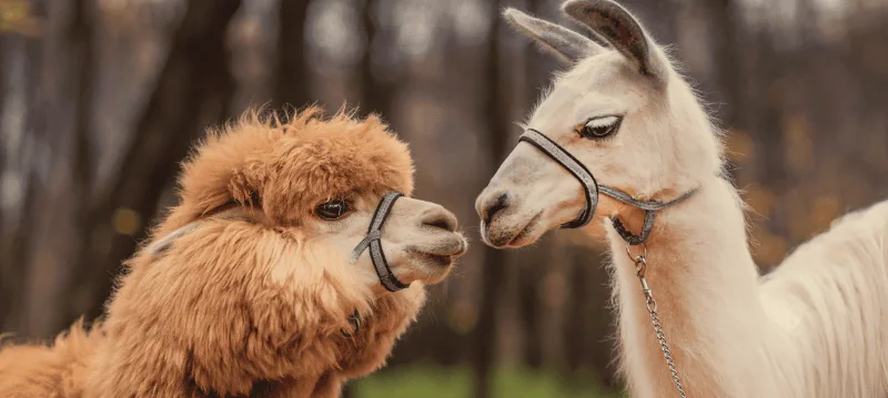 Alpaca e lama