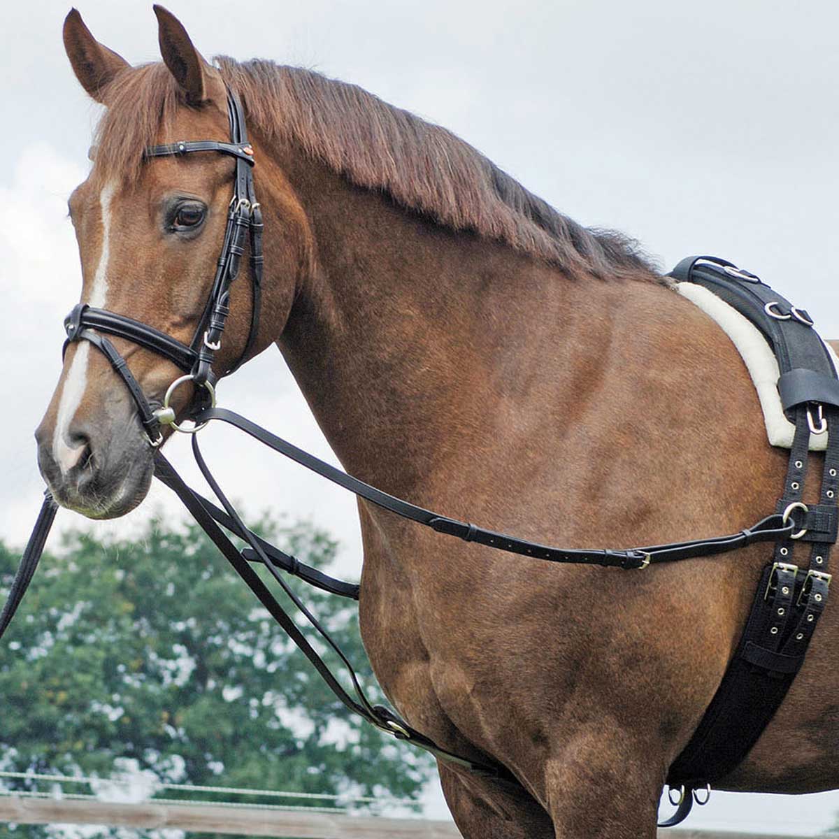 Reit & Fahrsport UMBRIA EQUITAZIONE Catena Per Lunghina € 24.16 - Foto 10