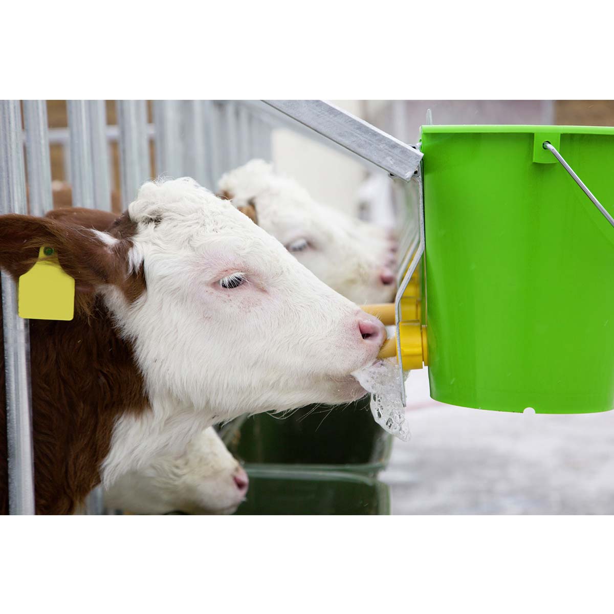 Secchio per allattamento vitelli con valvola igienica Kerbl