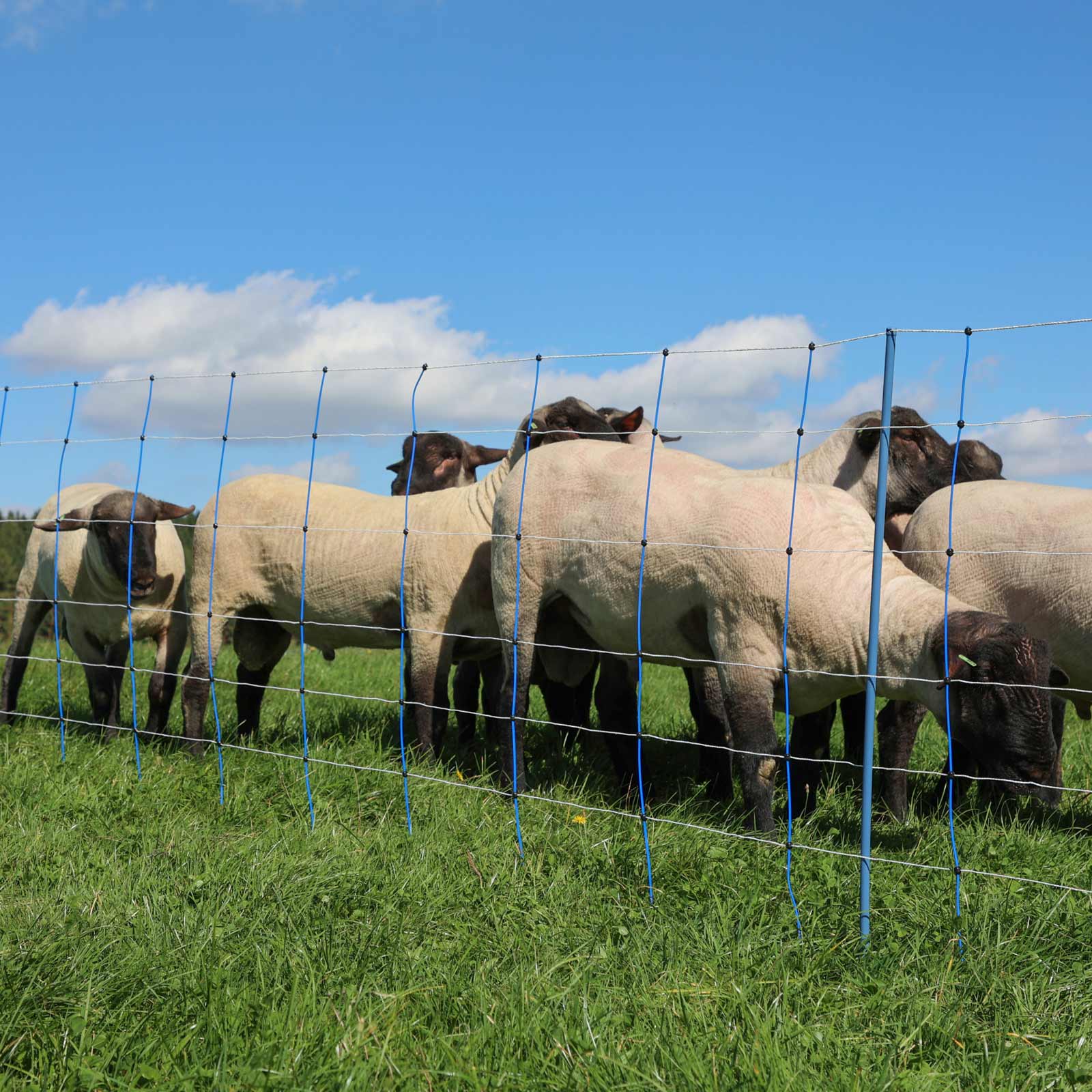 Ako Rete per pecore elettrificata TitanNet Premium Plus, doppia punta, blu-bianco 50 m x 90 cm