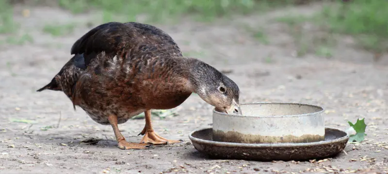 Nutrire le anatre