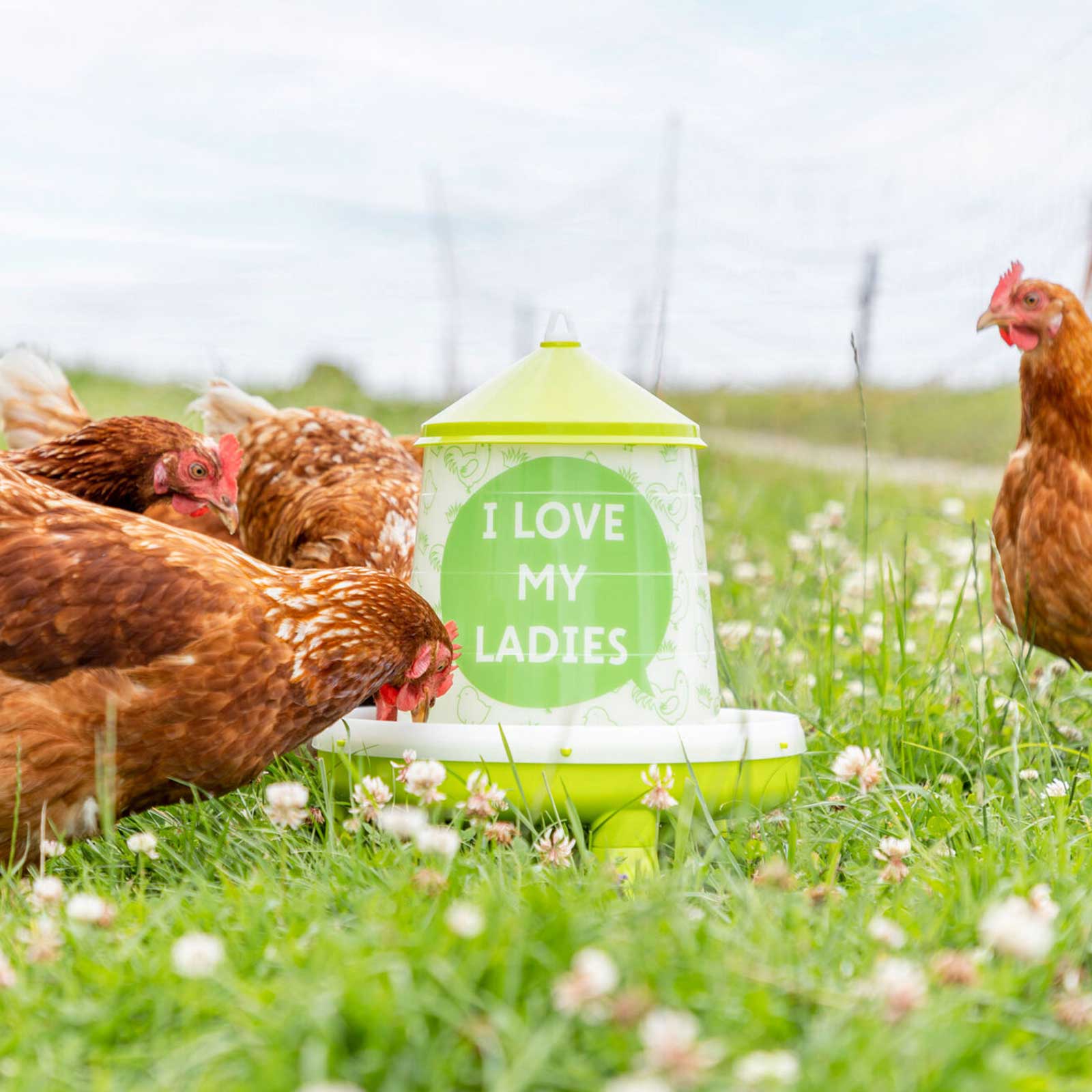 Mangiatoia per galline da Appendere